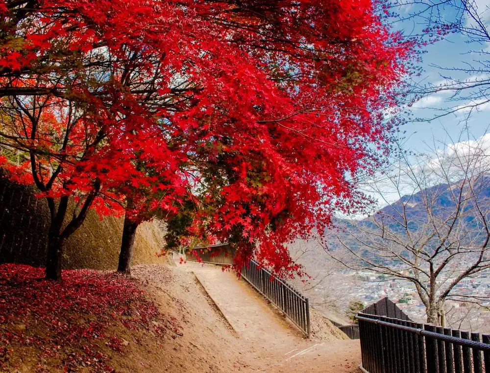 真っ赤に色づいたもみじが続く秋の山道