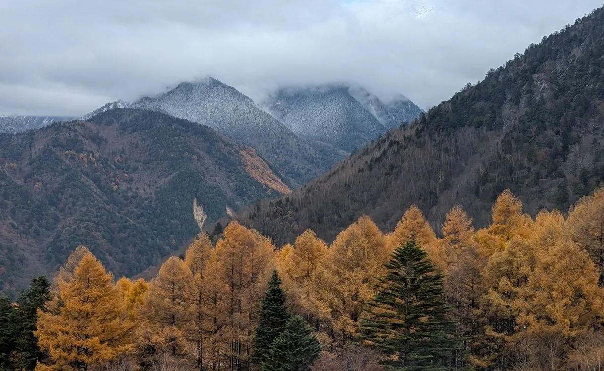 黄葉したカラマツ林と、雲のかかる山並み